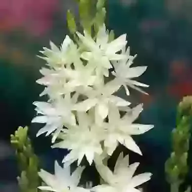 Leichtlinii Semiplena